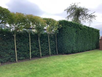 Hedge cutting Ely