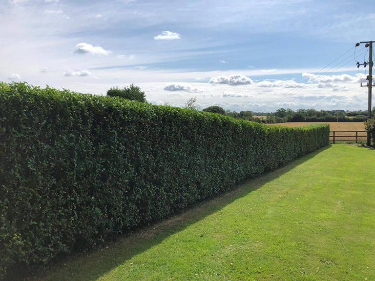 Large hedge cut.